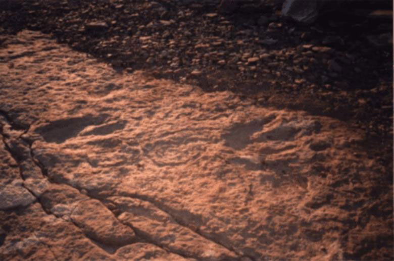 Clara imagen de las huellas fósiles en el barro año 2000. provablemente ya no existan por la erosión de la playa.